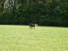 dsc_0963-large