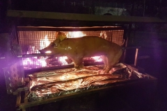 IMG-20171203-WA0009